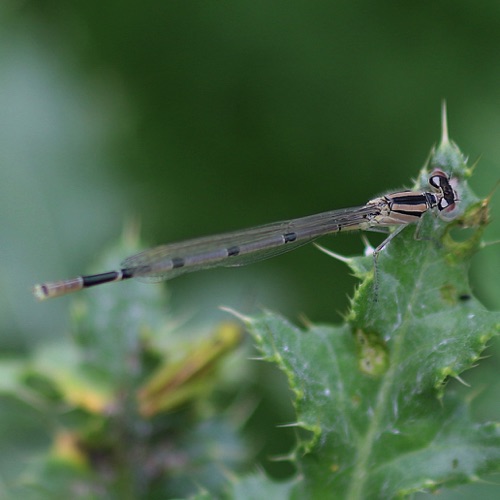 Familiar Bluet
Enallagma civile